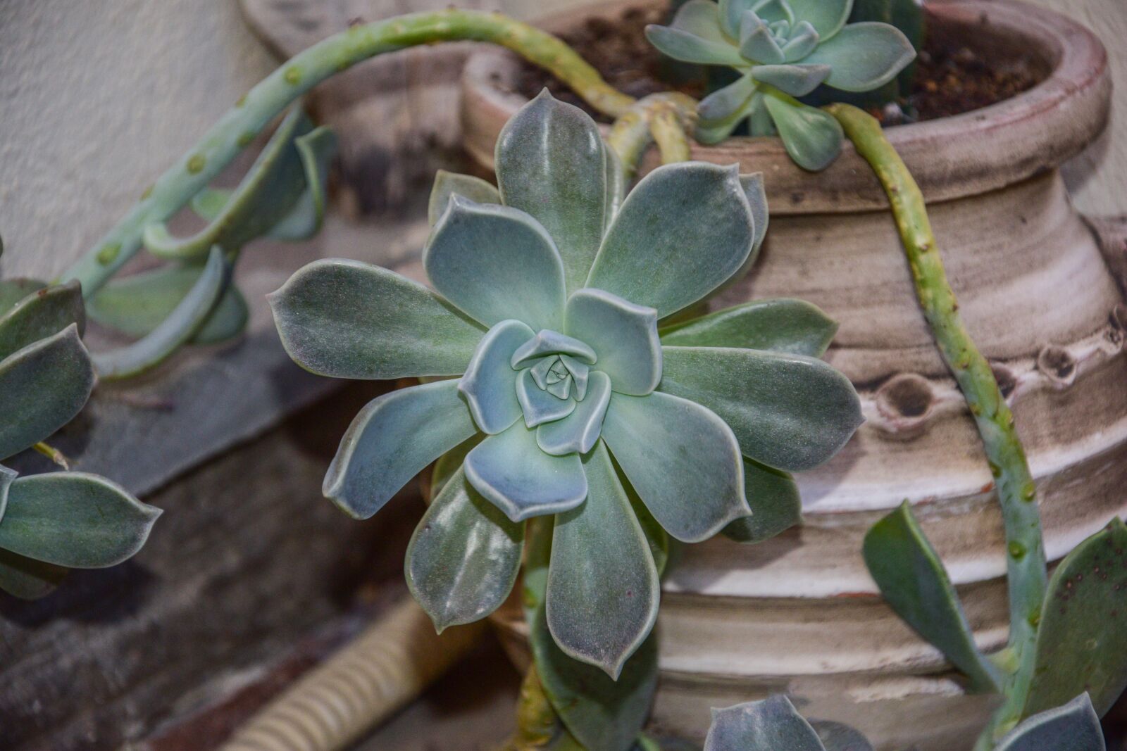 Nikon D3300 sample photo. Flower, nature, green photography