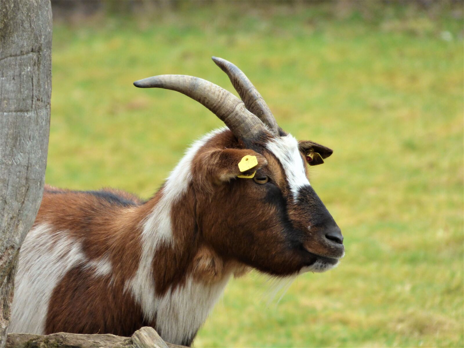 Panasonic DMC-FZ72 sample photo. Goat, horns, bock photography