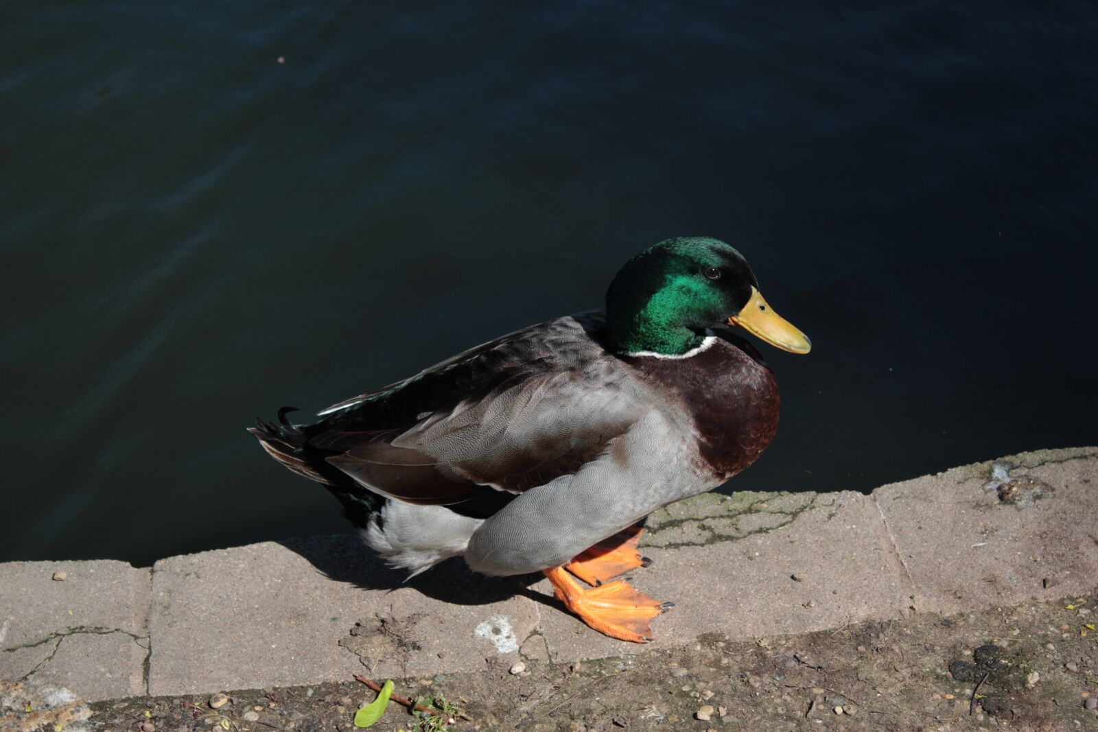 Canon EOS 550D (EOS Rebel T2i / EOS Kiss X4) sample photo. Duck, male, wild photography
