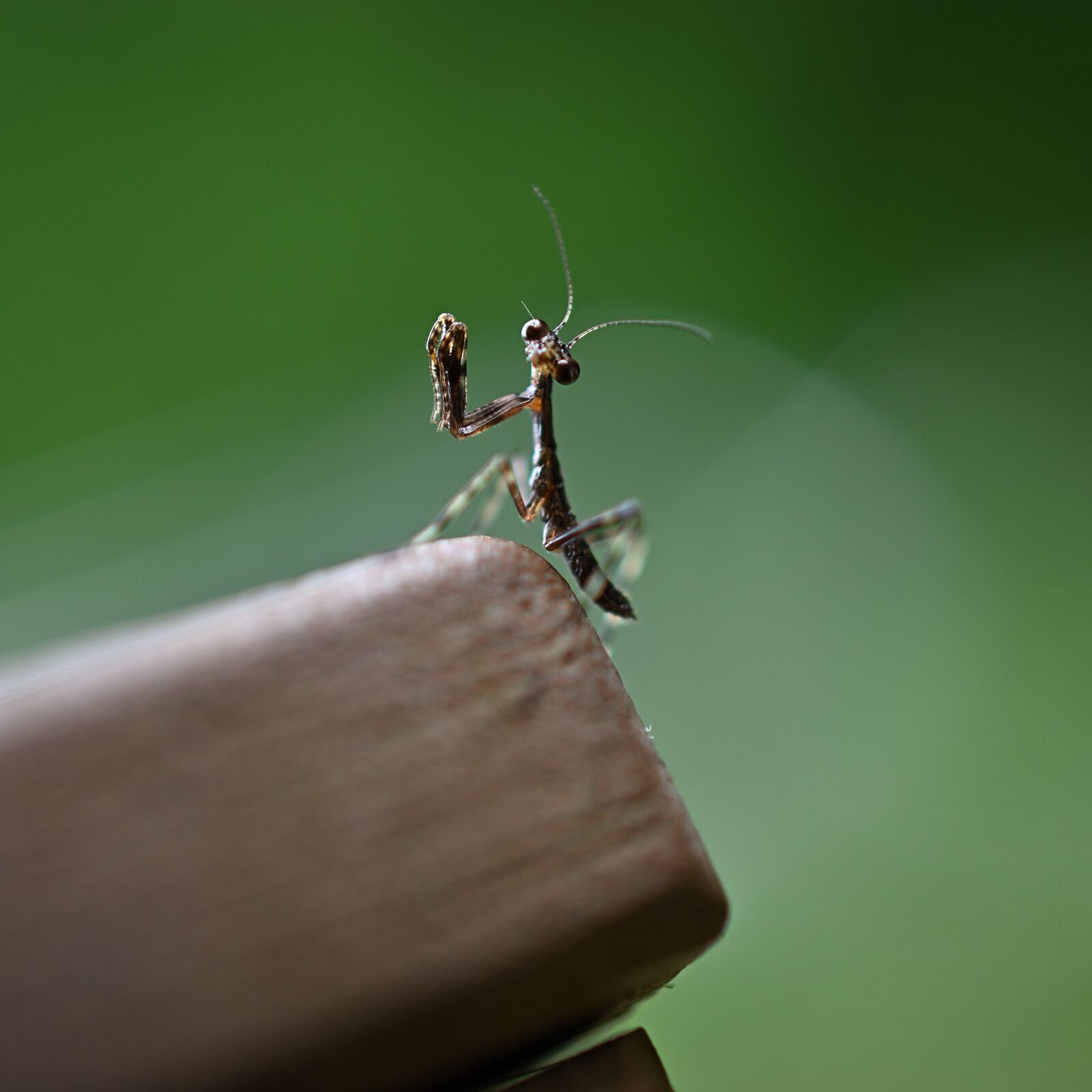 Nikon D3500 sample photo. Mantis, green, brown photography