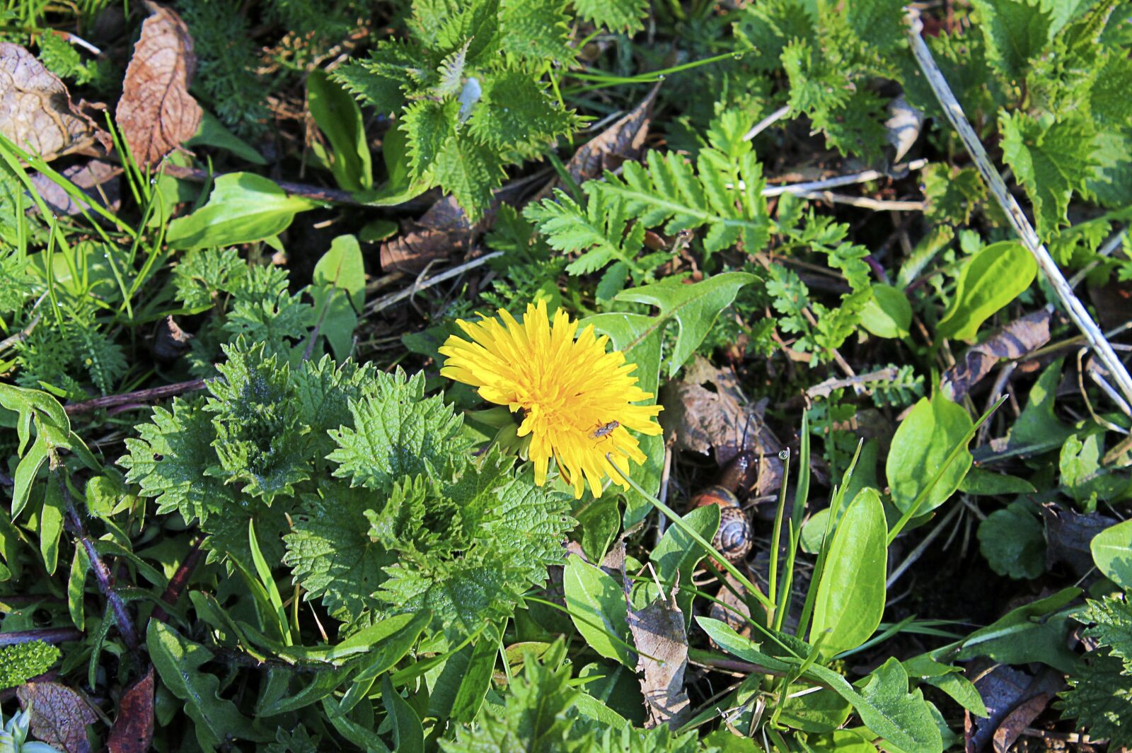Canon EOS 1100D (EOS Rebel T3 / EOS Kiss X50) sample photo. Dandelion, blossom, bloom photography