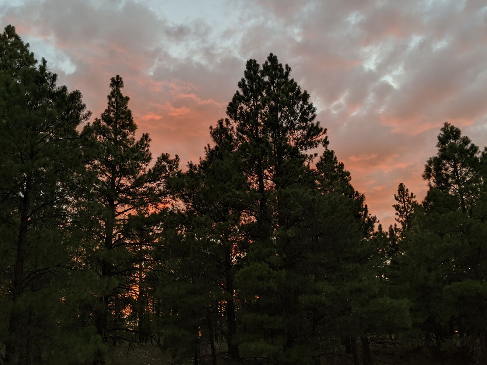 Google Pixel 3 XL sample photo. Sunset, trees, forest photography