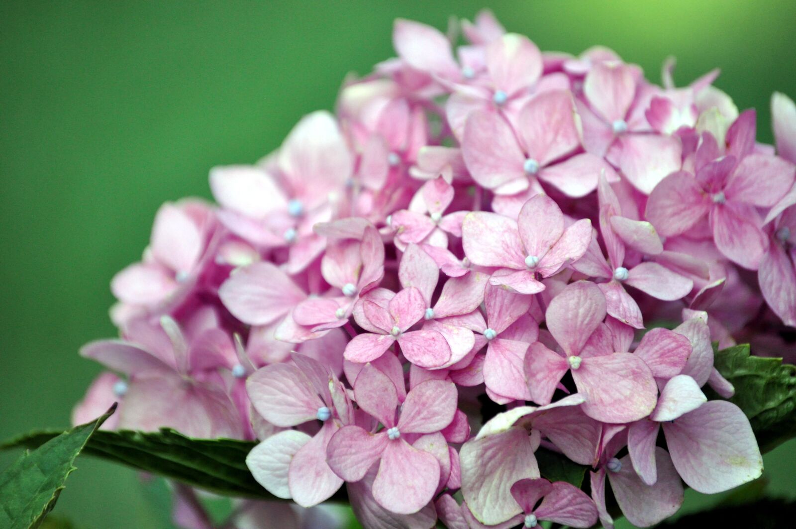 Nikon D5000 sample photo. Hydrangea, pink, garden photography