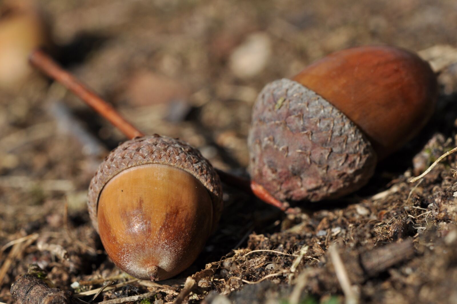 Nikon D5000 sample photo. Acorns, autumn, decoration photography