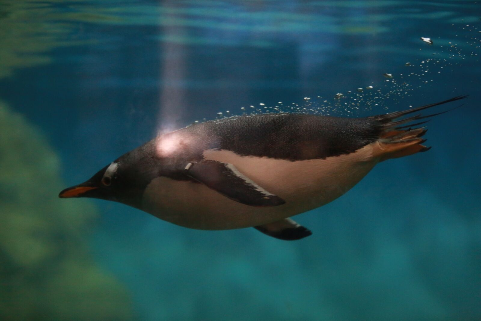 Canon EOS 5D Mark III sample photo. Zoo, penguin, animal photography