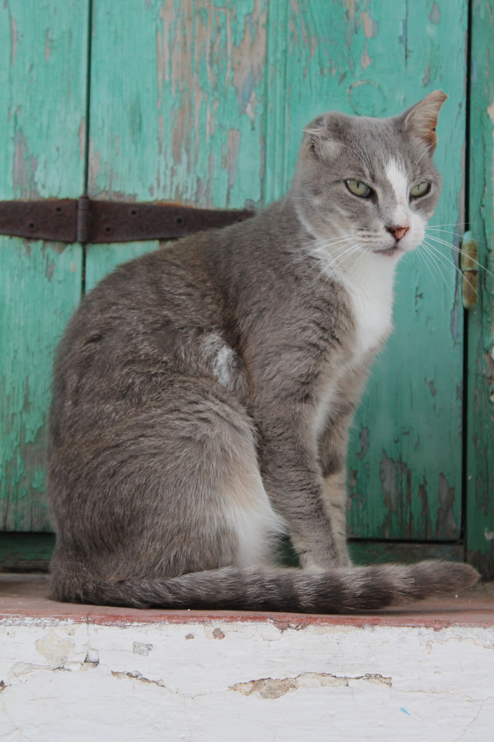 Canon EOS 1100D (EOS Rebel T3 / EOS Kiss X50) sample photo. Cat, animal, gray photography