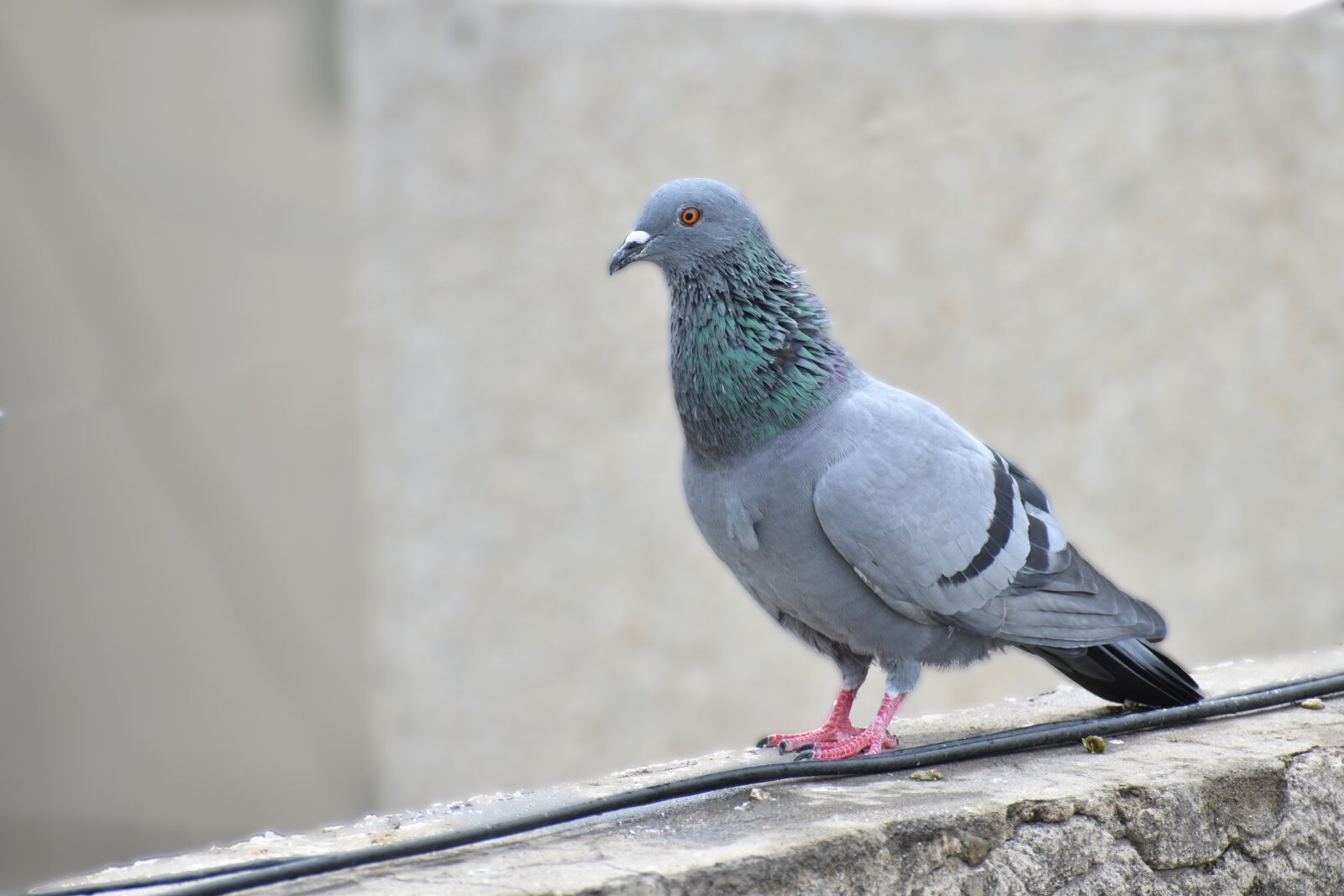 Nikon D5600 sample photo. Pigeon, bird, feral pigeons photography