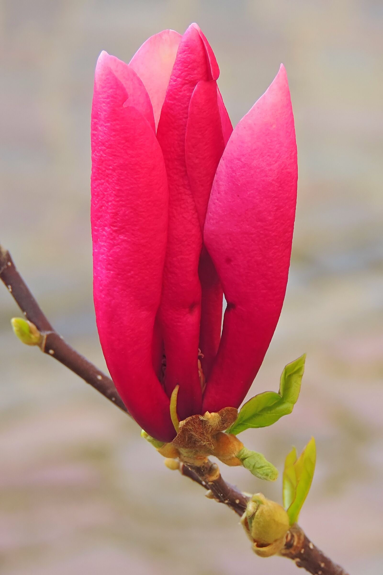 Nikon Coolpix P520 sample photo. Magnolia, nature, flower photography