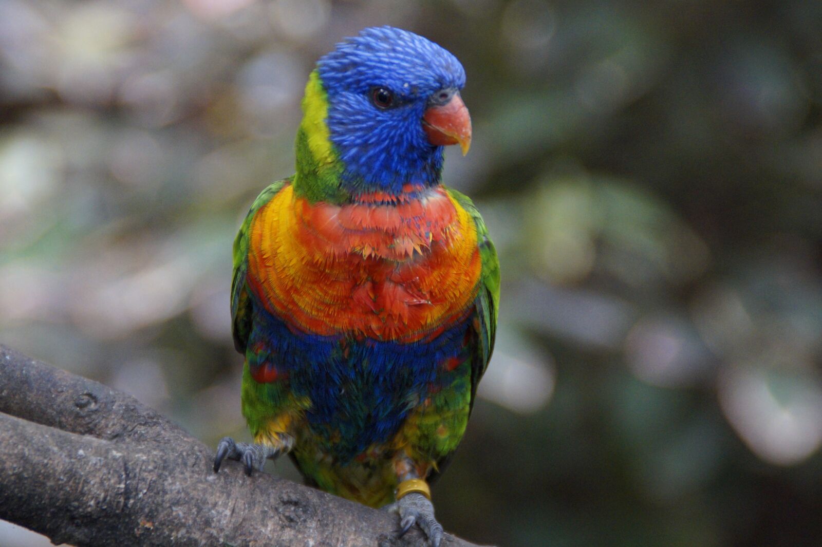 Sony SLT-A58 sample photo. Lori, loro park, zoo photography