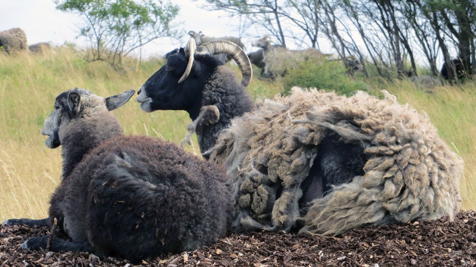 Canon PowerShot SX240 HS sample photo. Goats, mutton, sheep photography