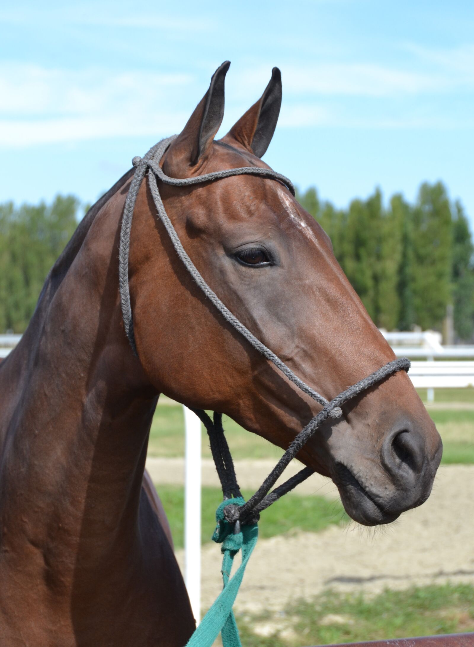 Nikon D3100 sample photo. Horse, sport, horses photography