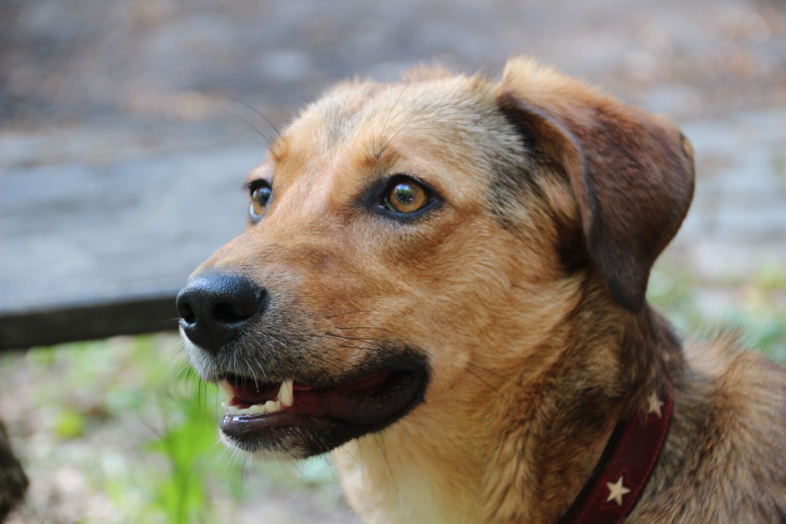 Canon EOS 600D (Rebel EOS T3i / EOS Kiss X5) sample photo. Dog, hybrid, mixed breed photography