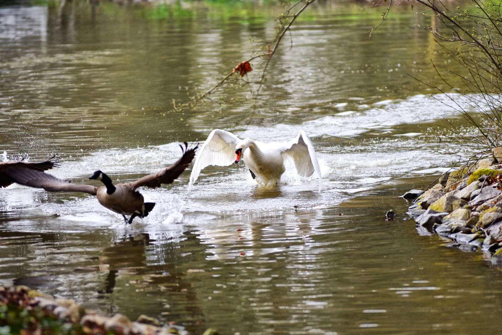 Nikon D5500 sample photo. Swan, goose, water bird photography