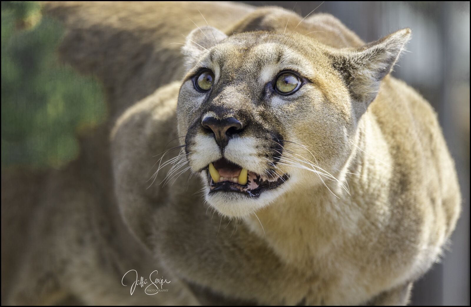 Canon EOS 6D sample photo. Big cat, animal, predator photography