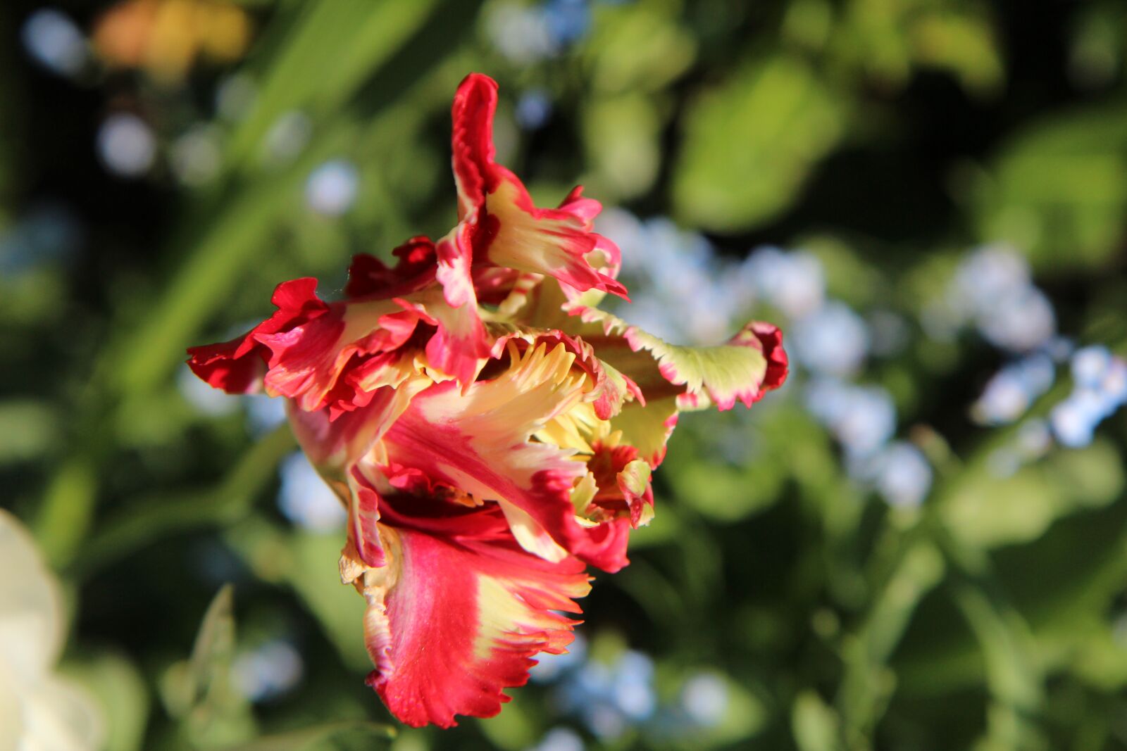 Canon EOS 600D (Rebel EOS T3i / EOS Kiss X5) + Sigma 12-24mm f/4.5-5.6 EX DG ASPHERICAL HSM + 1.4x sample photo. Tulip, parrot tulip, flower photography