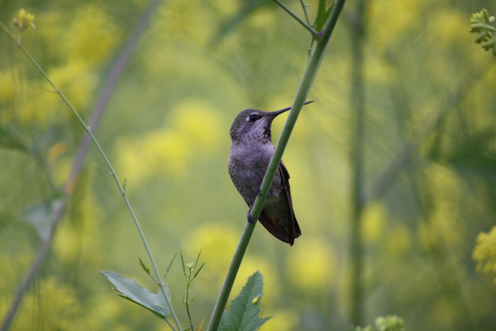 Canon EOS 1000D (EOS Digital Rebel XS / EOS Kiss F) sample photo. Hummingbird, nature, bird photography