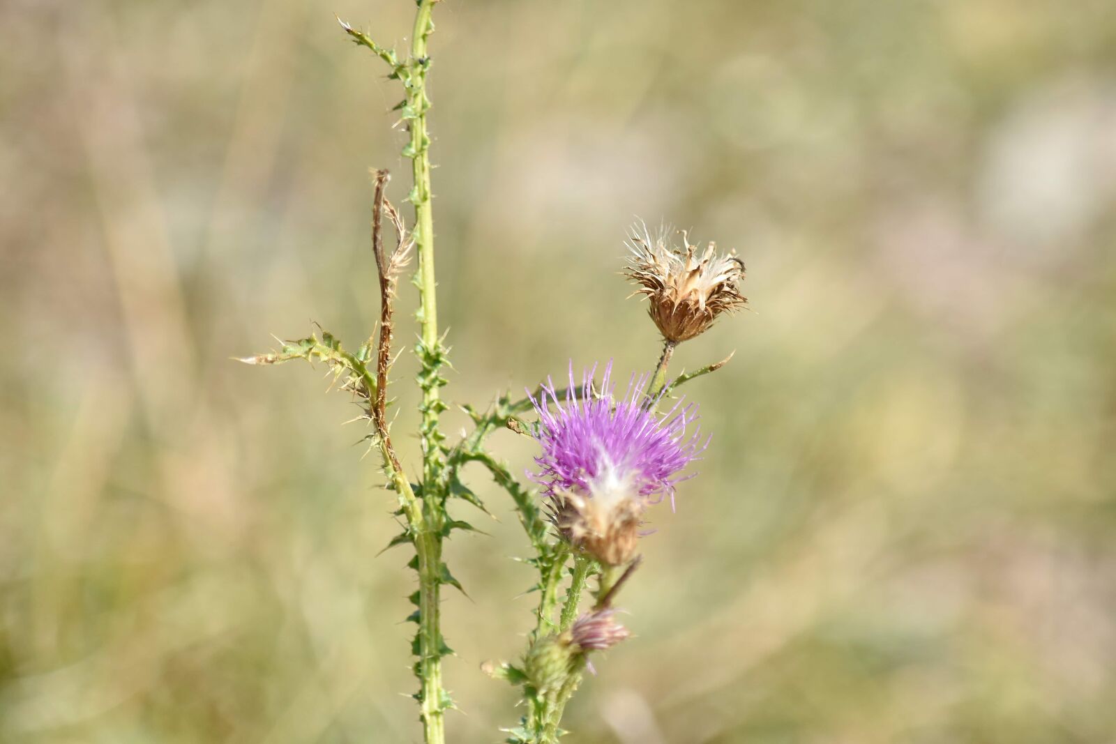 Nikon D5500 sample photo. Flower, wildlife, plant, blossom photography