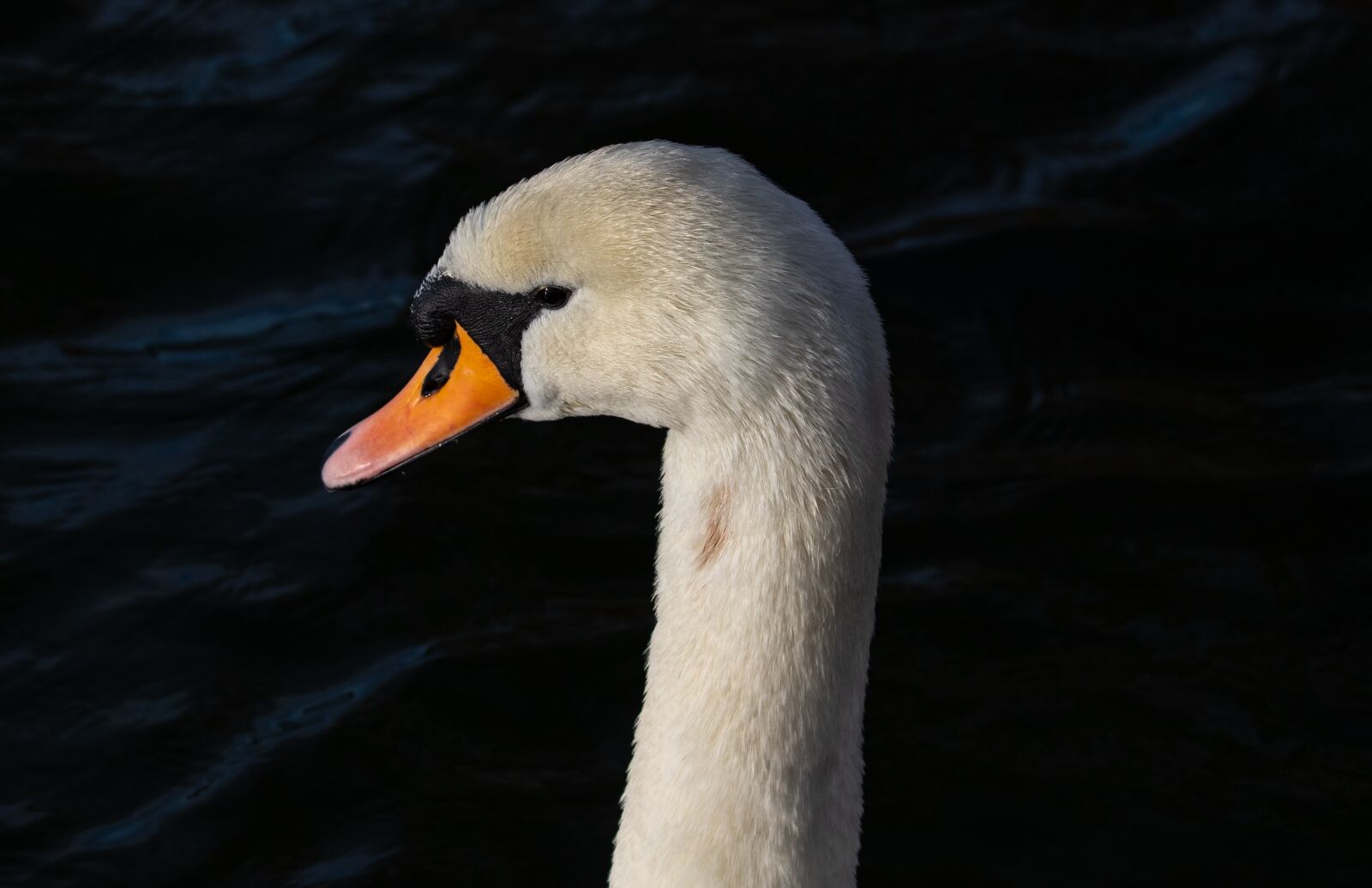 Canon EOS 7D Mark II sample photo. Swan, reflection, lake photography