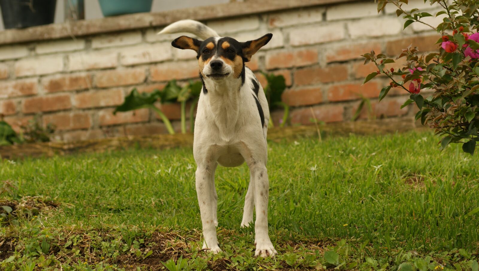 Sony Alpha DSLR-A390 sample photo. Nature, dogs, quindio photography