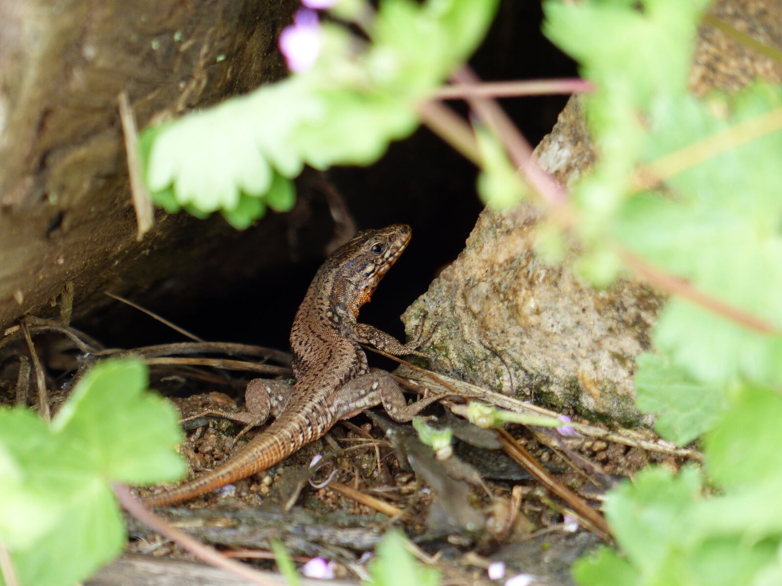 Panasonic Lumix DMC-FZ200 sample photo. Lizard, green, forest photography