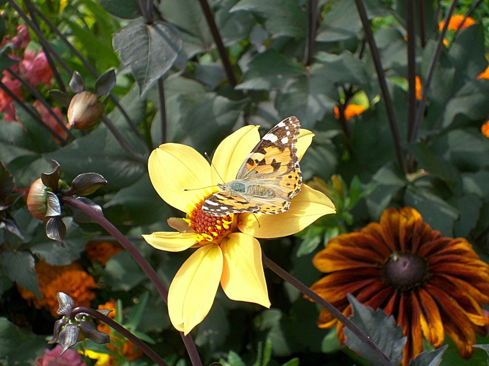 Digital Camera DigitalCAM sample photo. Flowers, butterfly, insect photography