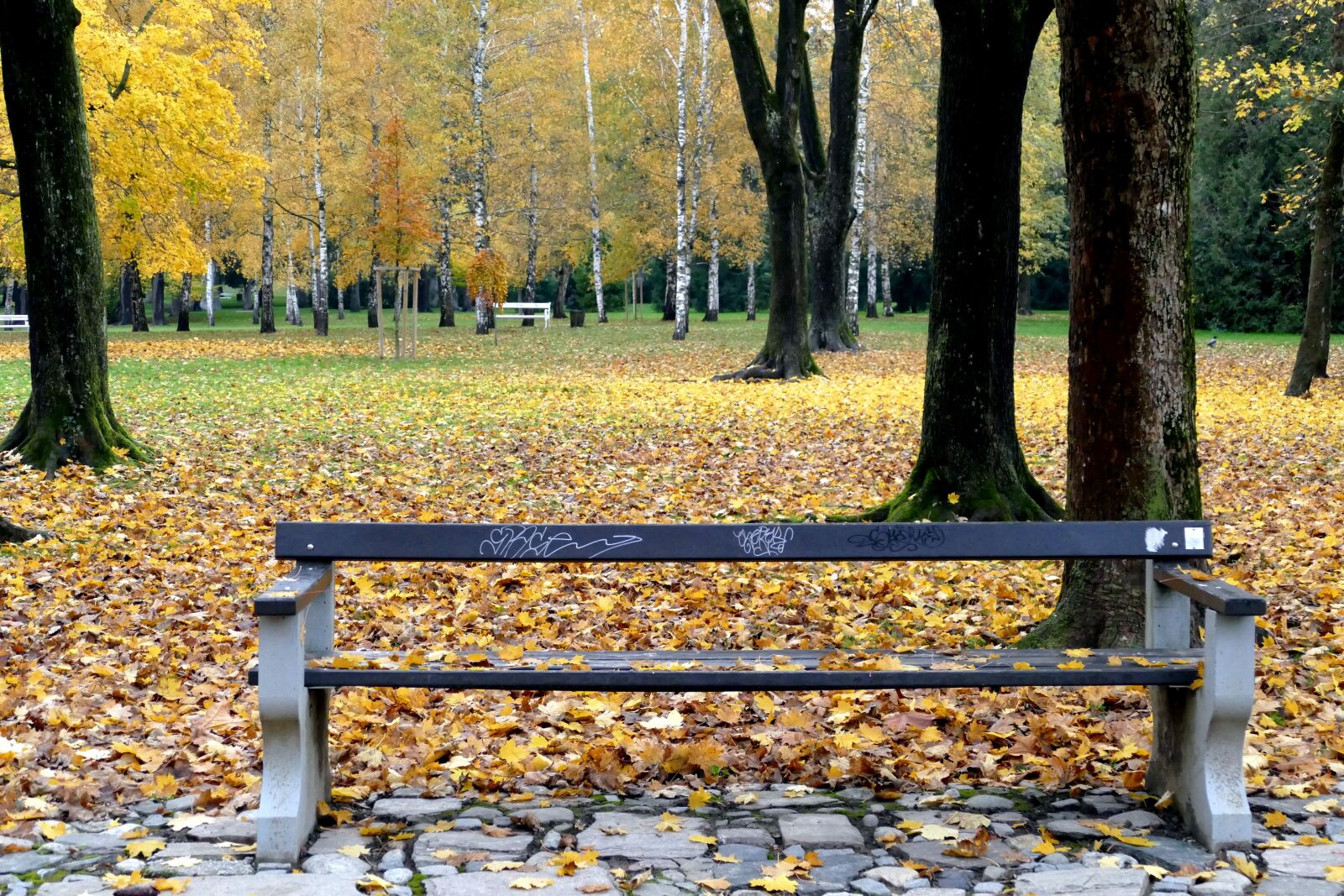 Panasonic Lumix DMC-FZ1000 sample photo. Fall, wood, bench photography