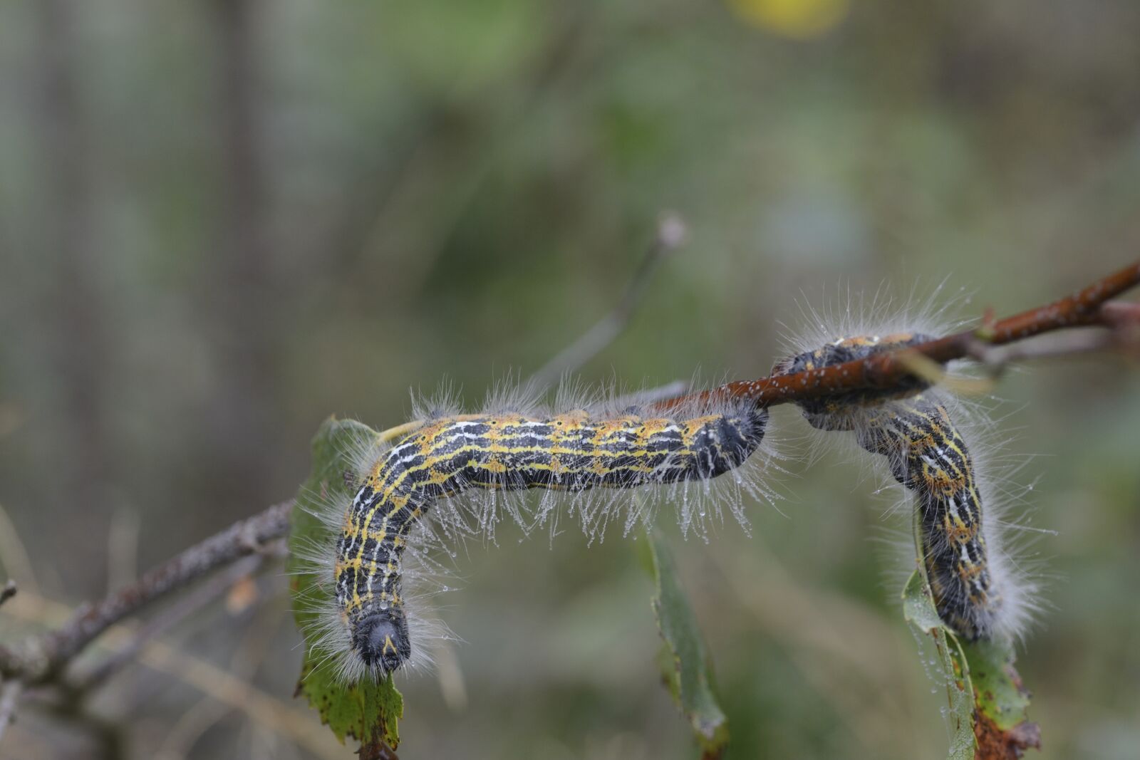 Nikon D7100 sample photo. Morning, caterpillar, branch photography
