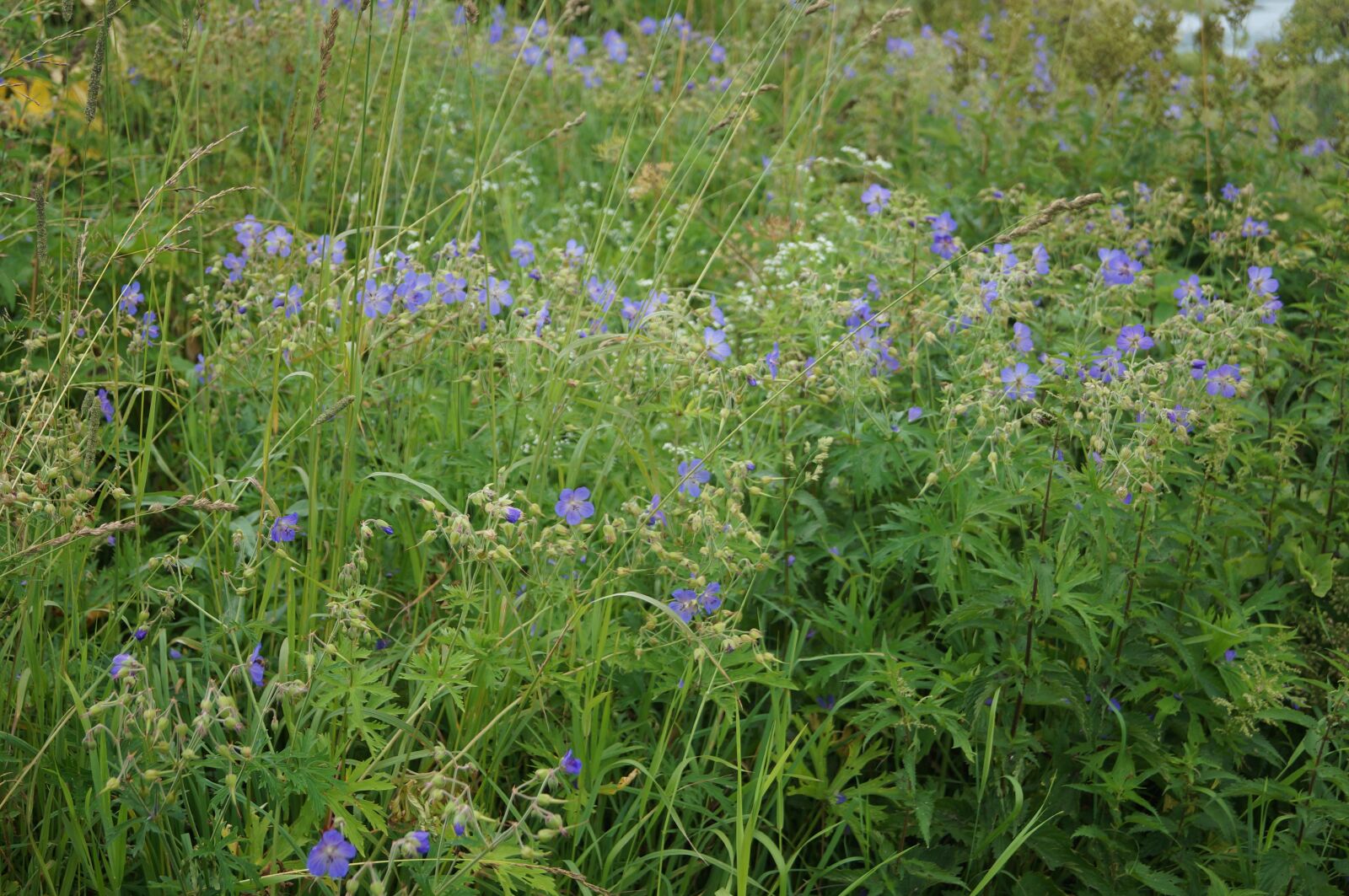 Sony SLT-A57 sample photo. Beach, grass, meadow photography