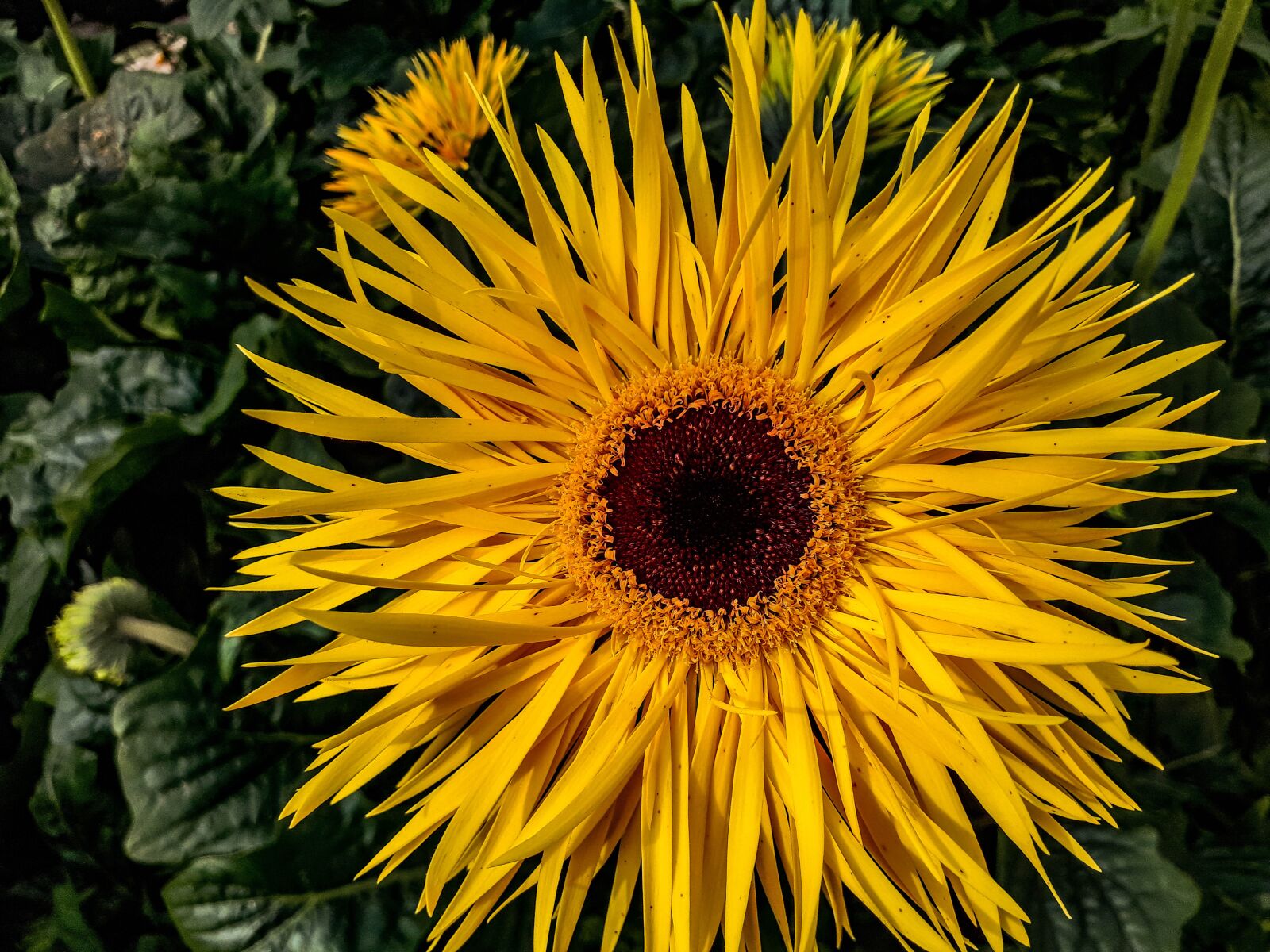 Samsung Galaxy A5(2017) sample photo. Public record, nature, plant photography
