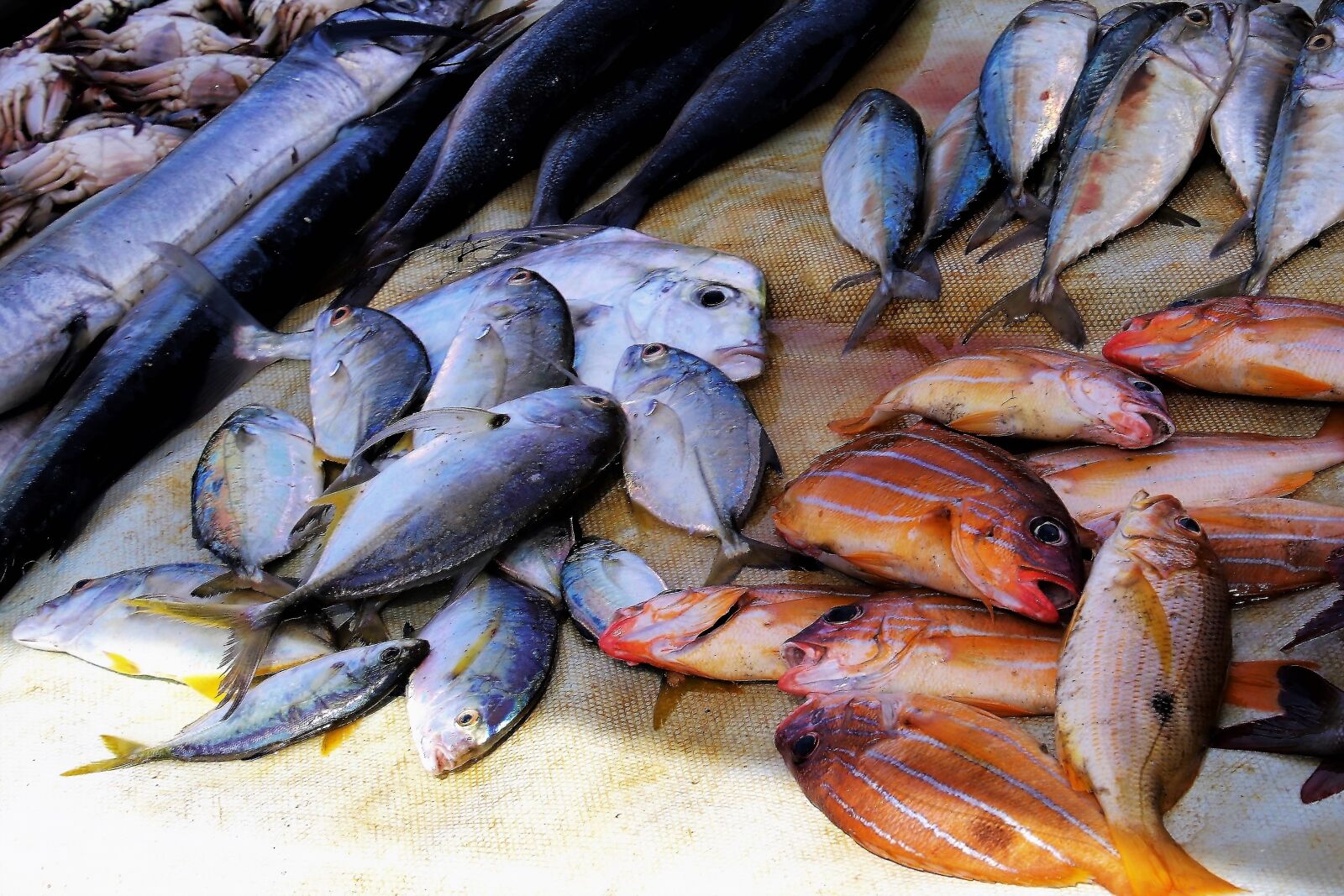 Canon EOS 80D sample photo. Fish market, bazaar, seafood photography