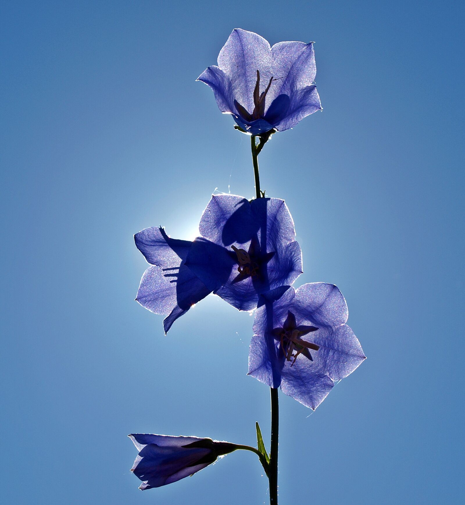Olympus E-450 (EVOLT E-450) sample photo. Bellflower, campanula, blue photography