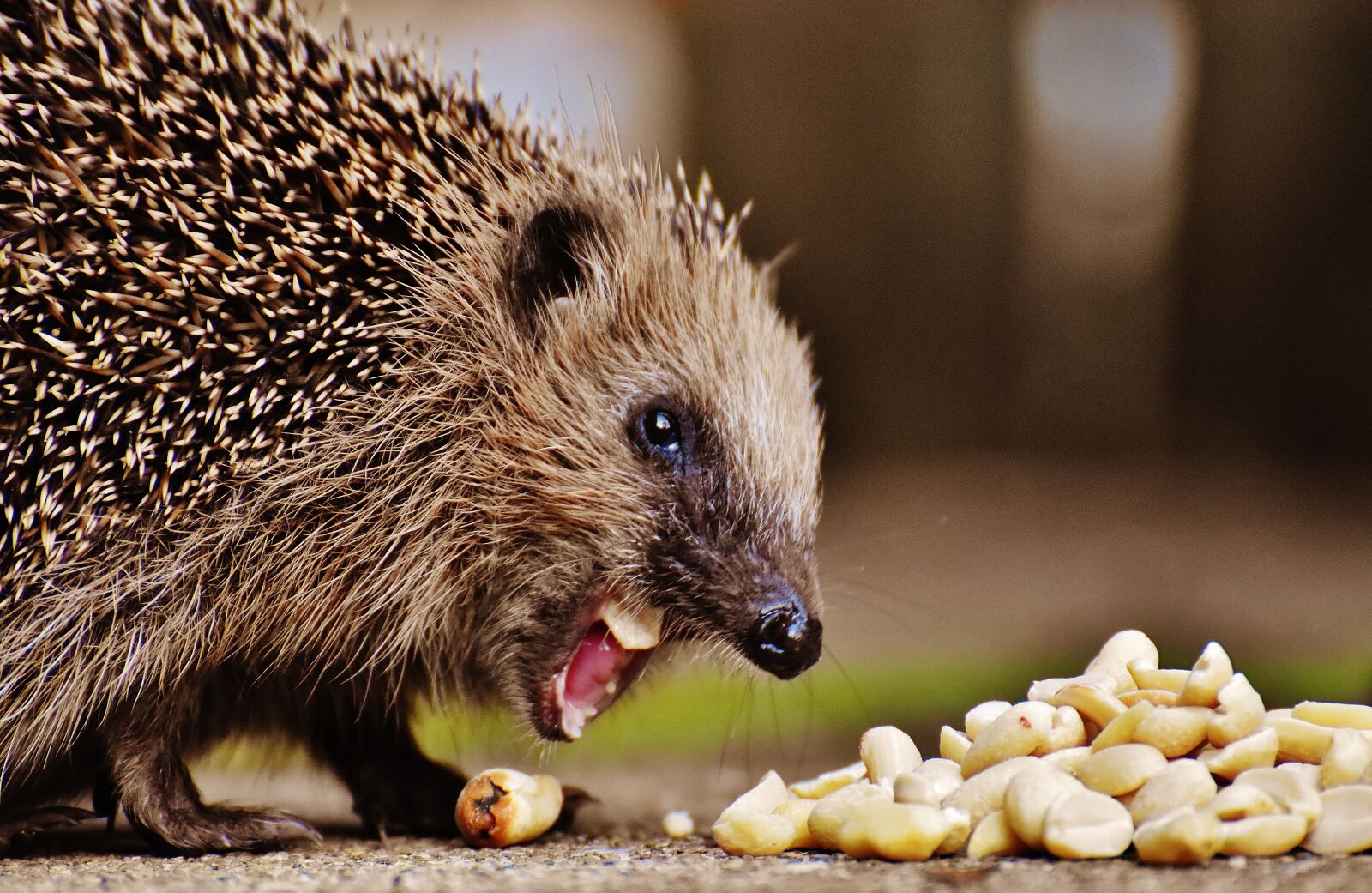 Nikon D7200 sample photo. Hedgehog child, young hedgehog photography
