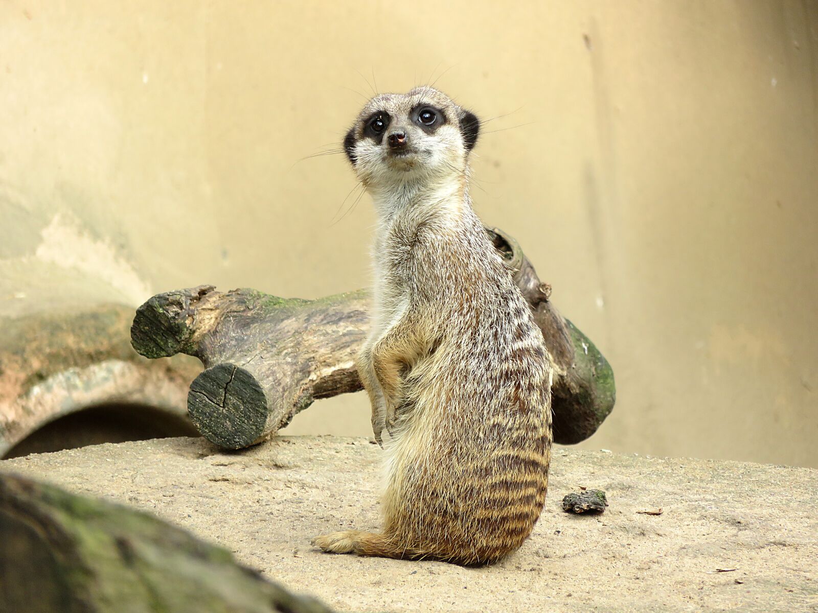 Canon PowerShot SX710 HS sample photo. Meerkat, animal, zoo photography