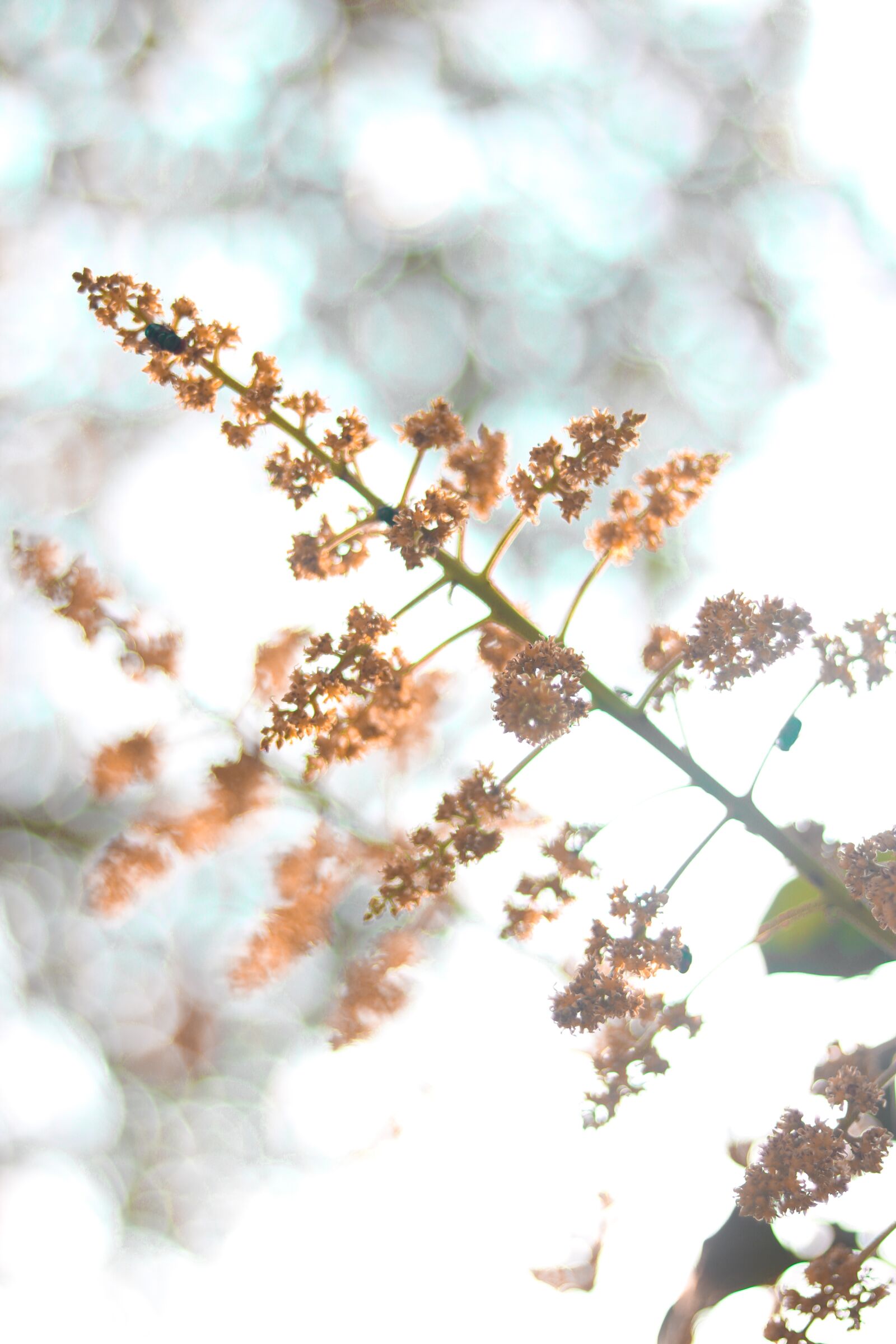 Canon EOS 760D (EOS Rebel T6s / EOS 8000D) sample photo. Beautiful, mango, flower photography