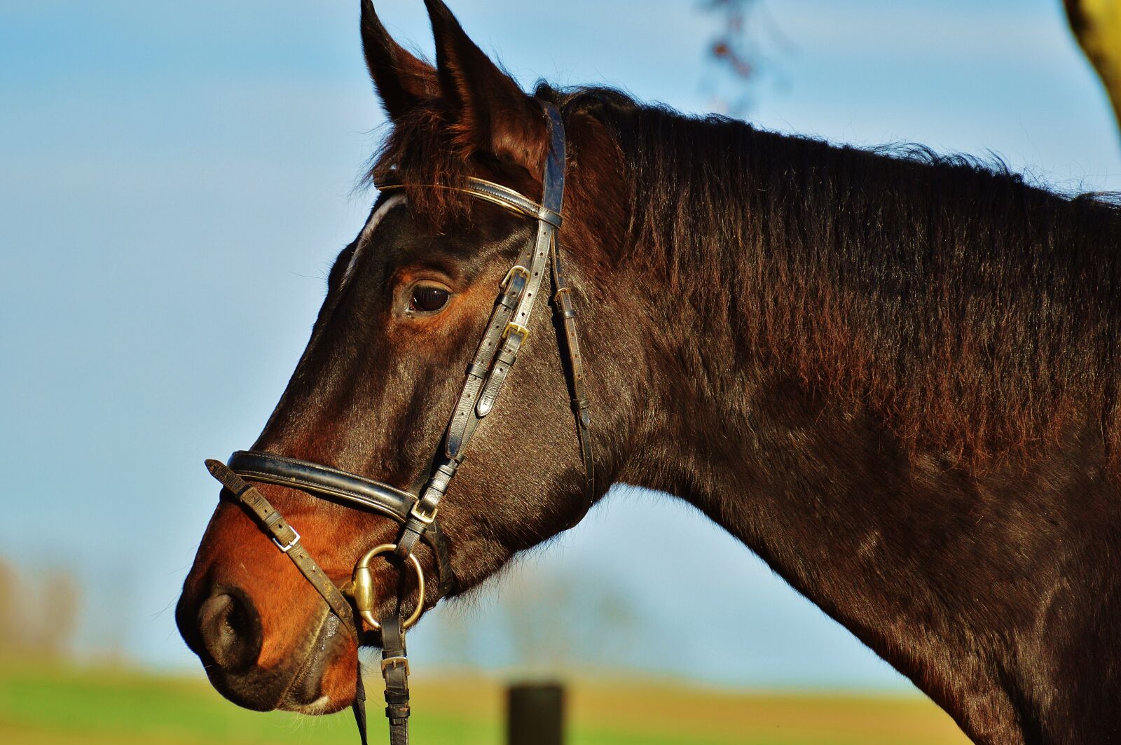 Nikon D3200 sample photo. Horse, ride, reiterhof photography