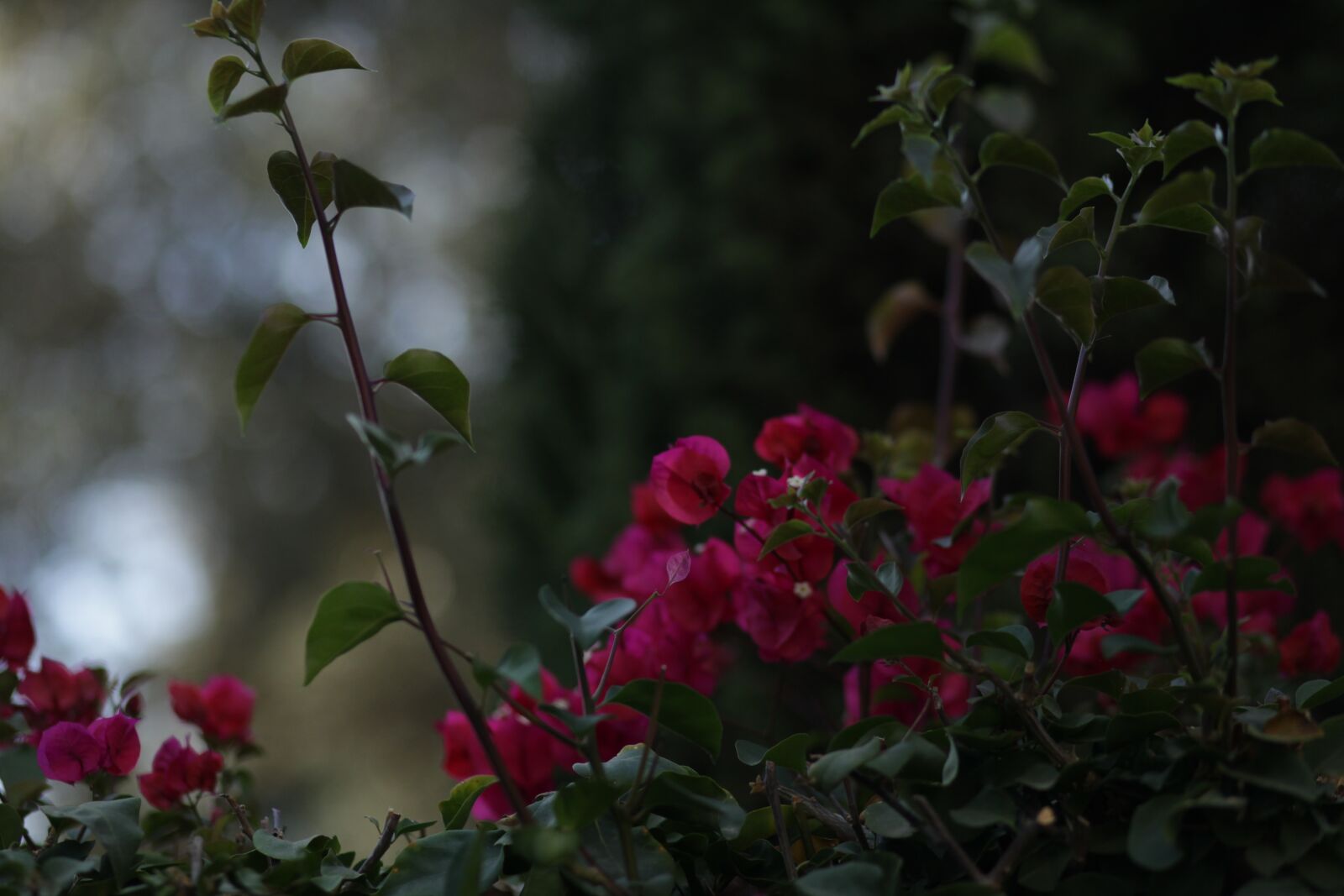 Canon EOS 5D Mark II sample photo. Flowers, garden, green photography