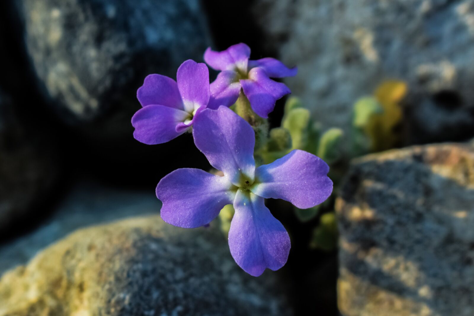 Nikon D3300 sample photo. Matthiola tricuspidata, wildflower, purple photography