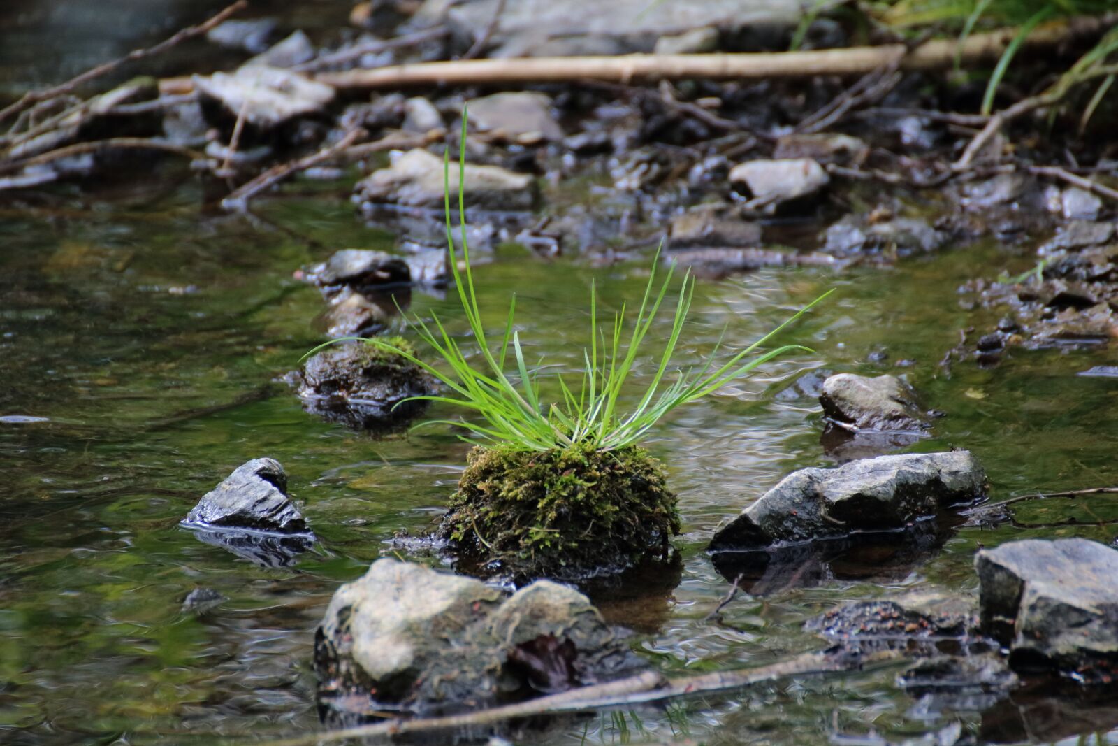 Canon EOS 750D (EOS Rebel T6i / EOS Kiss X8i) sample photo. Grass, bach, water photography