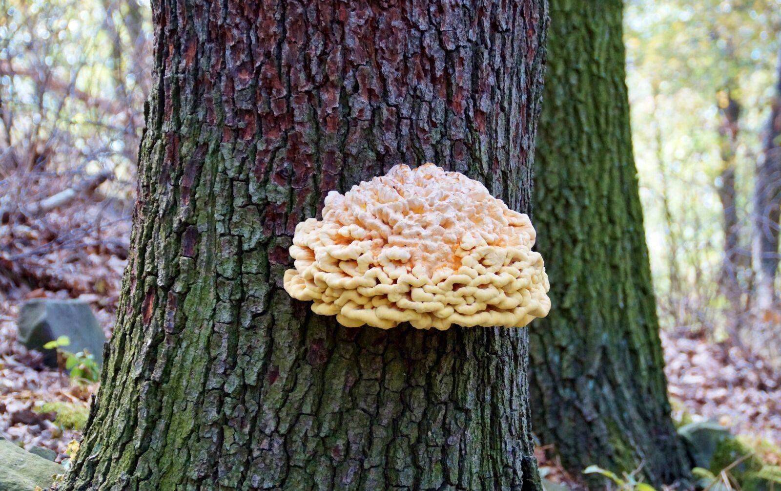 Sony SLT-A58 sample photo. Polypore, fungus, parasites photography