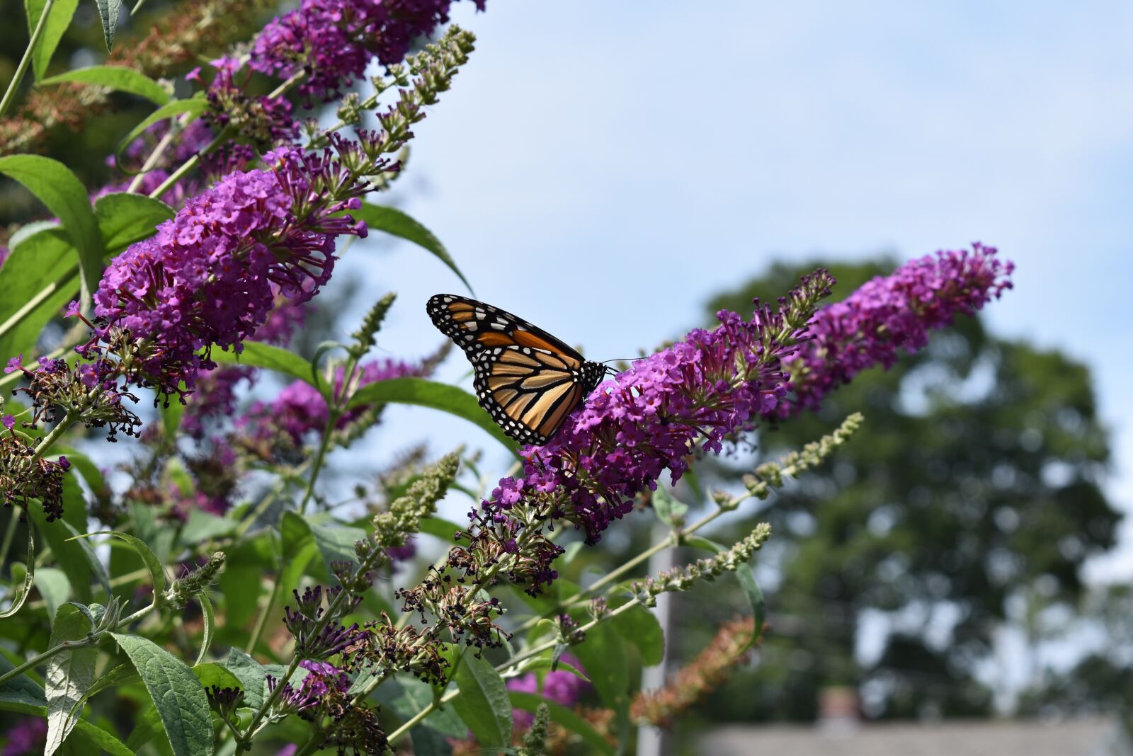 Nikon D5500 sample photo. Monarch, butterfly, fly photography