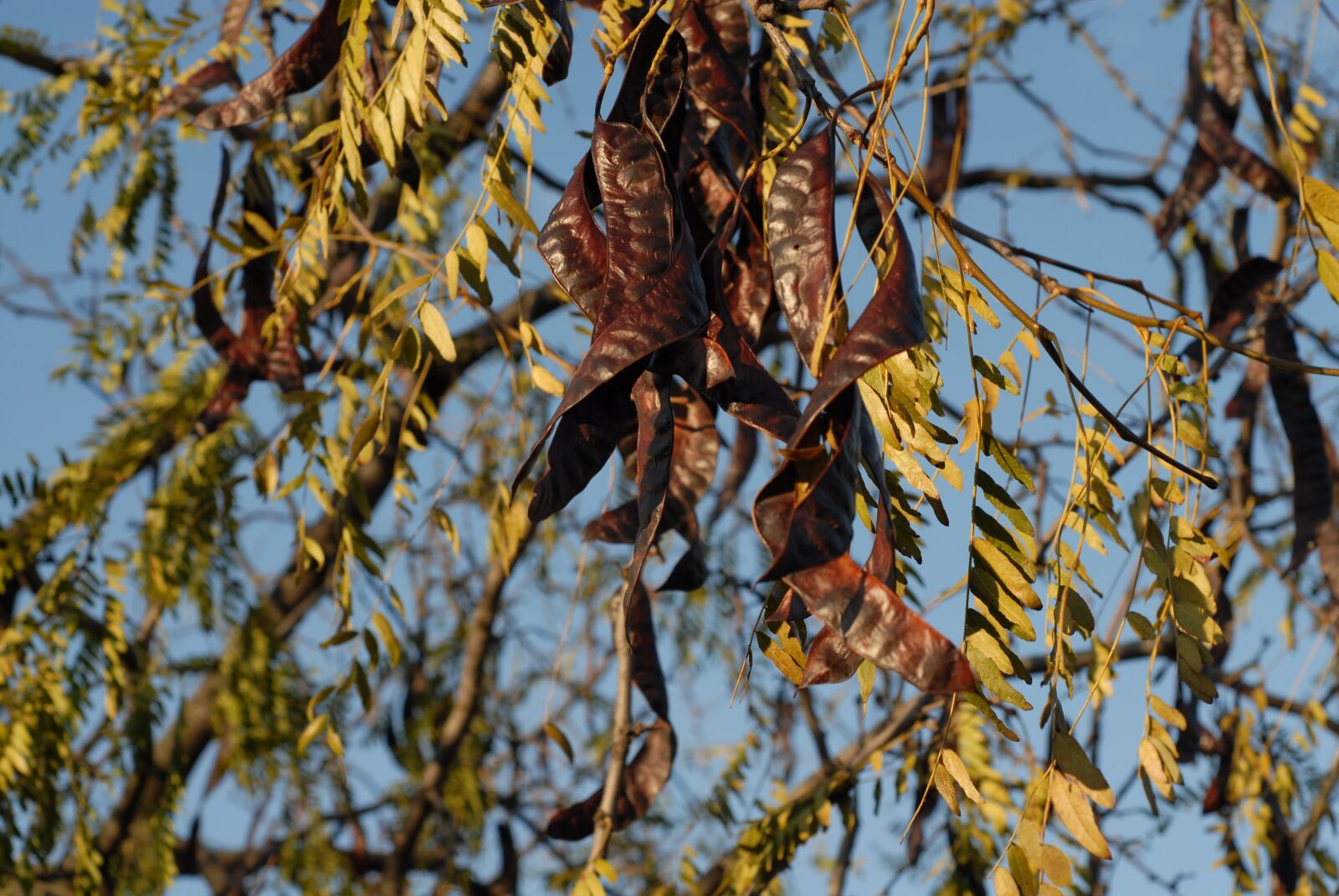 Nikon D200 sample photo. Seeds, plant, nature photography