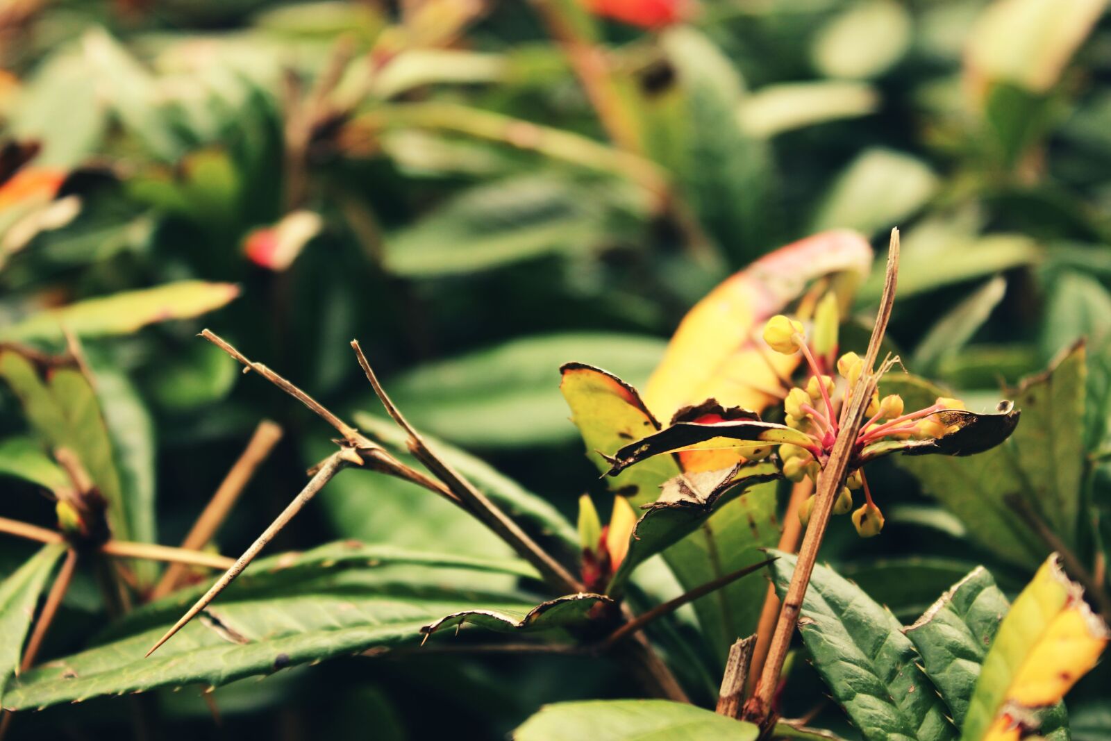 Canon EOS 600D (Rebel EOS T3i / EOS Kiss X5) sample photo. Macro, nature, leaves photography
