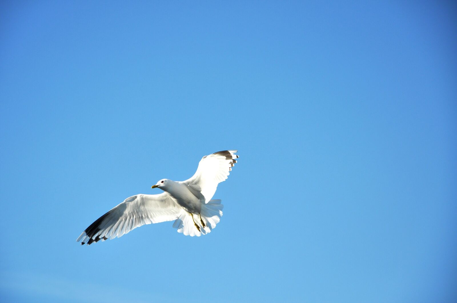 Nikon D90 sample photo. Seagull, flying, blue-sky photography
