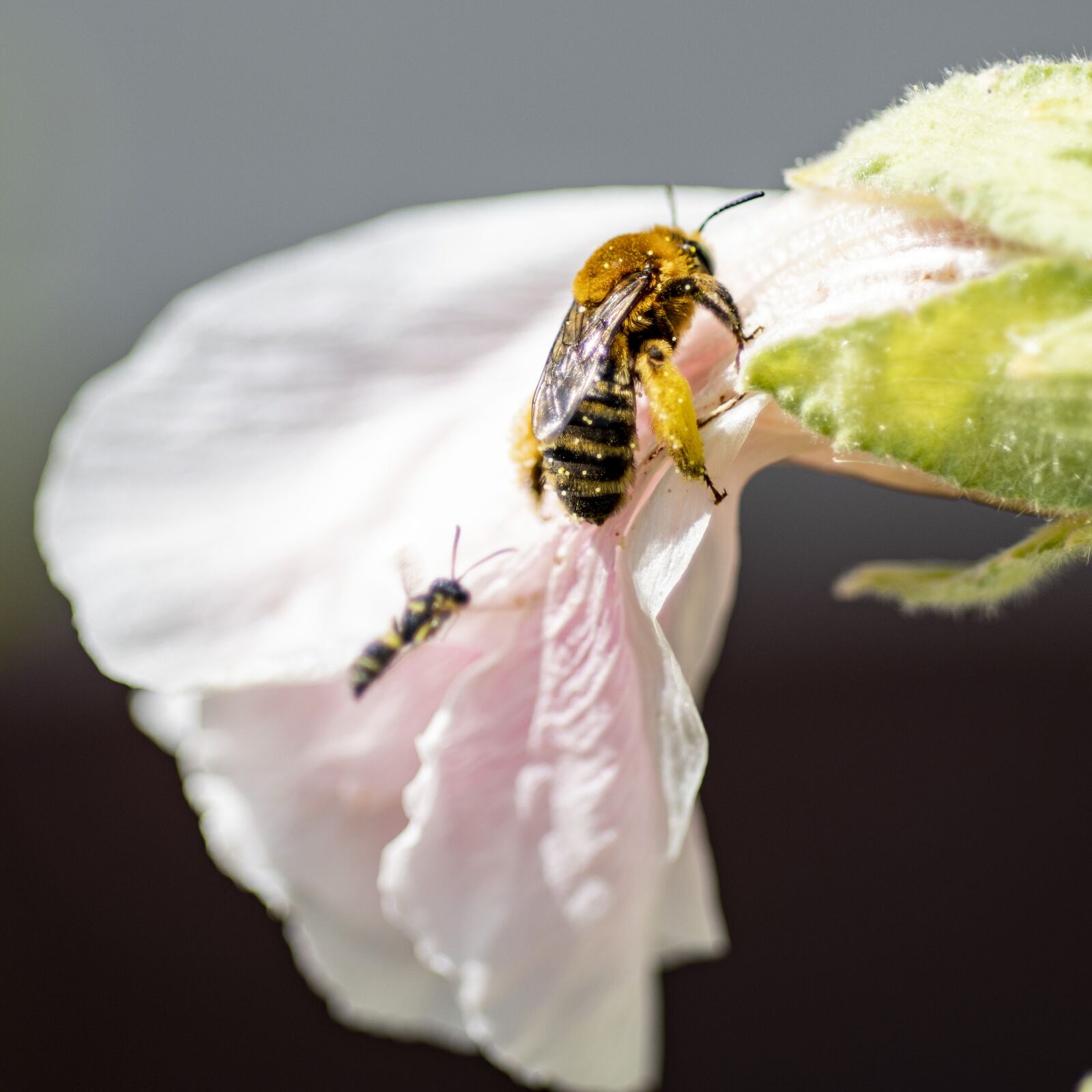 Nikon D7500 sample photo. Bees, flowers, insect photography