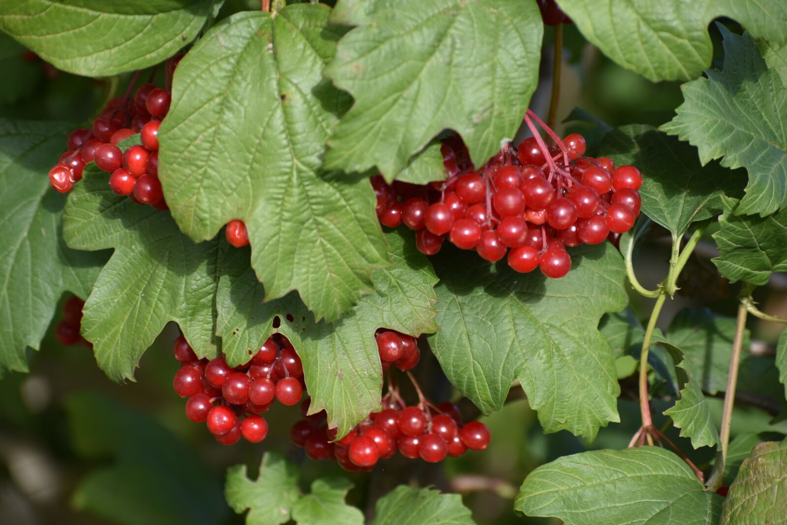 Nikon D3400 sample photo. Rowan, berry, red photography
