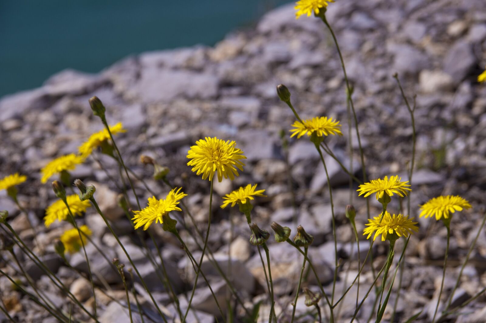 Nikon D50 sample photo. Flower, blossom, nature photography