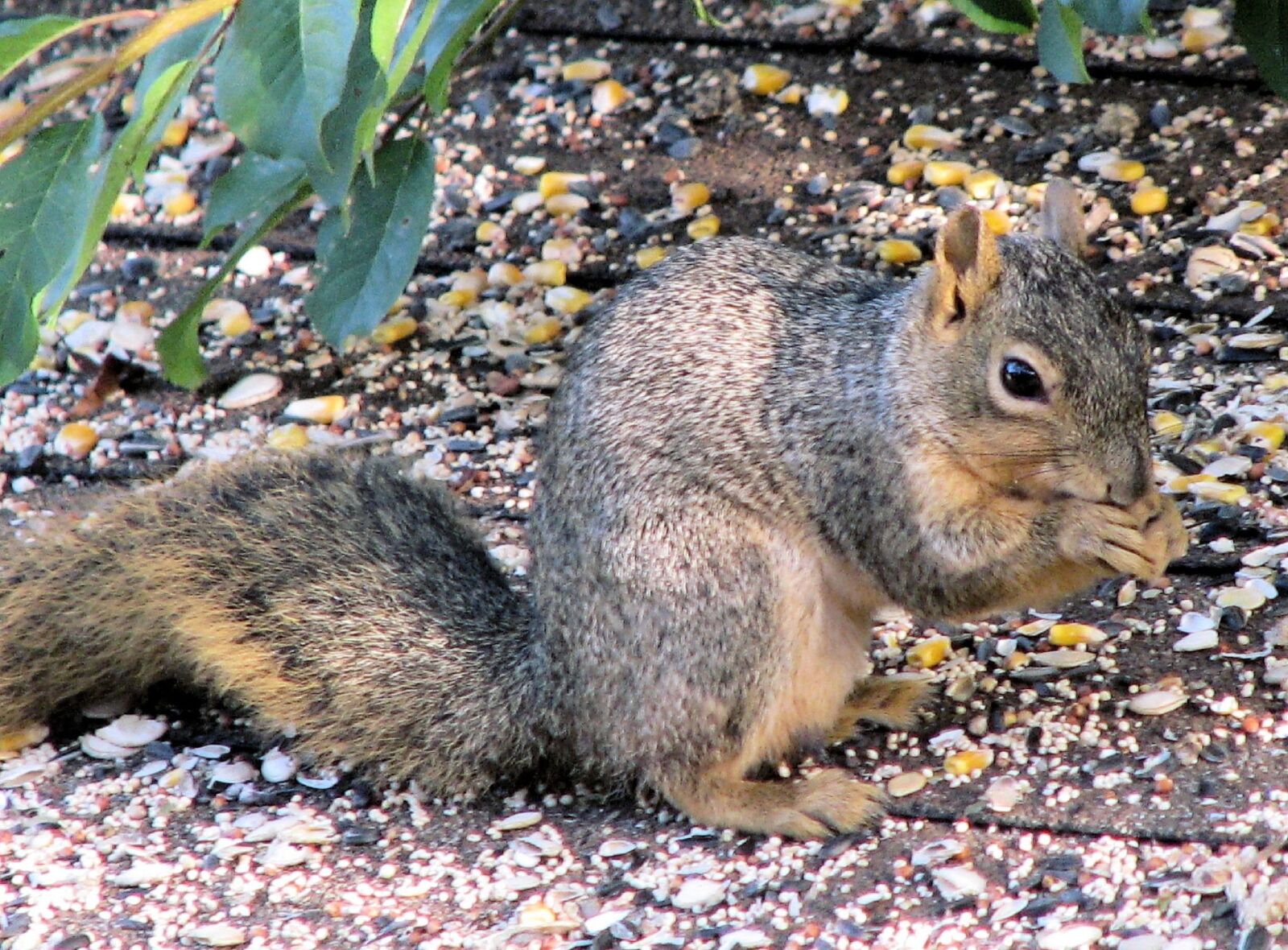Canon POWERSHOT S5 IS sample photo. Squirrel, outside, animal photography