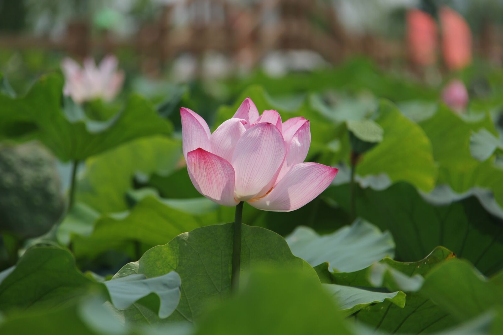Canon EF-S 18-200mm F3.5-5.6 IS sample photo. Water lily, plant, scenery photography