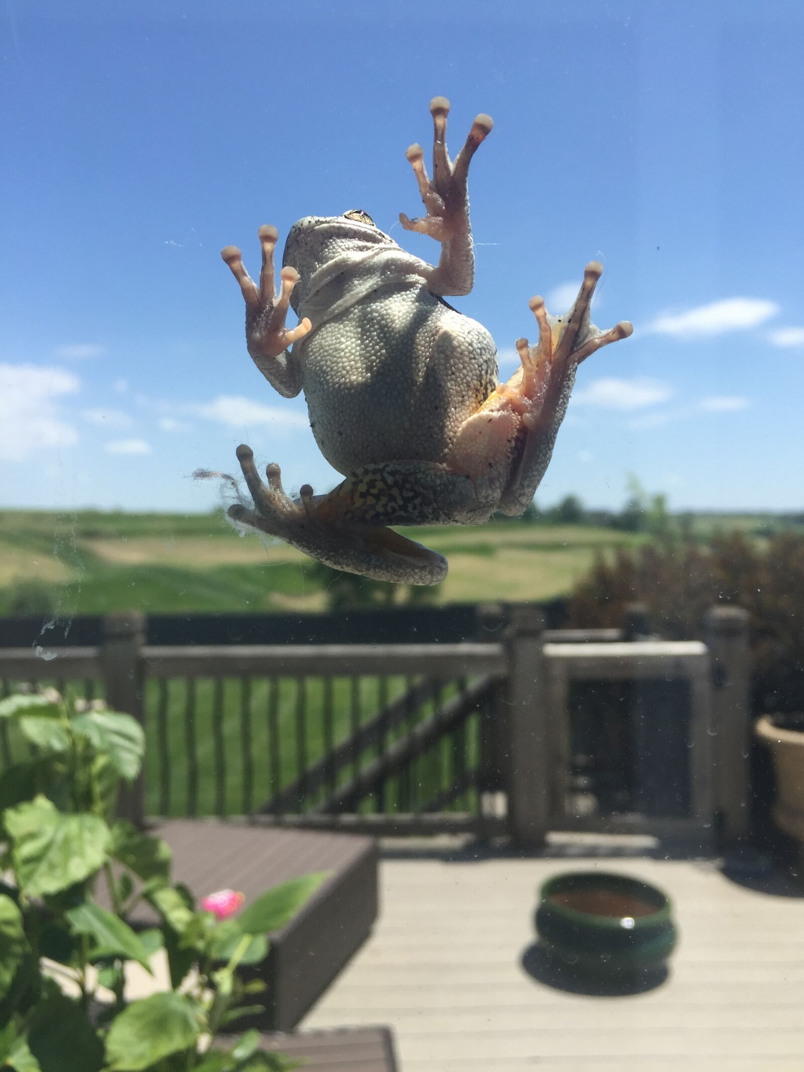 Apple iPhone 6 sample photo. Frog, green, outside photography