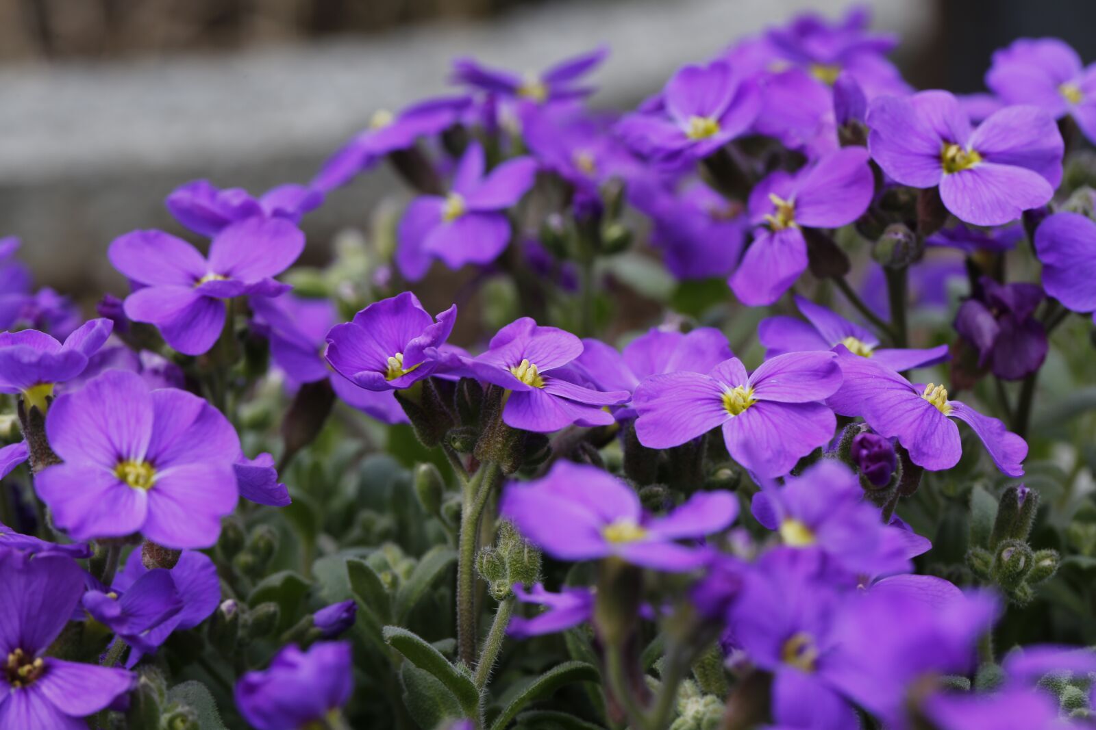 Canon EF 100mm F2.8L Macro IS USM sample photo. Flower, spring, nature photography